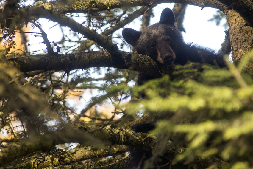 FILE PHOTO &mdash; A black bear sits up in a tree in the backyard of a home on the 300 block of West Chestnut Street in Centralia on Thursday, Oct. 8, 2015.