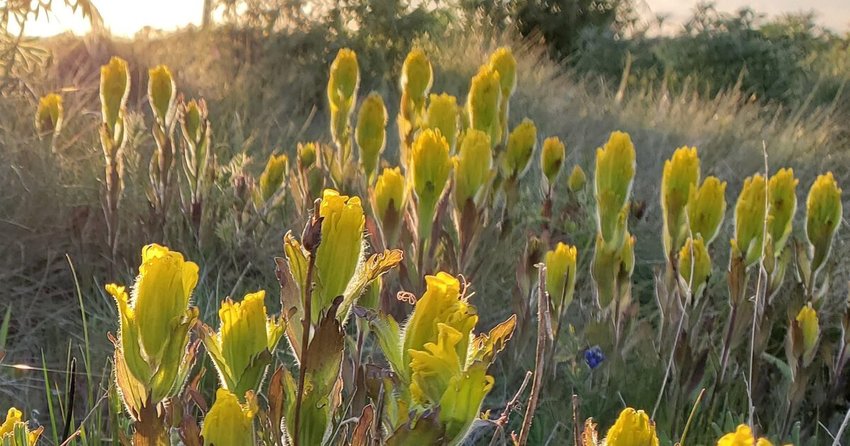 The bright visage of butterflies fluttering in a field of swaying golden paintbrush flowers was a rare sight up until a few years ago.