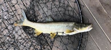 Northern pikeminnow