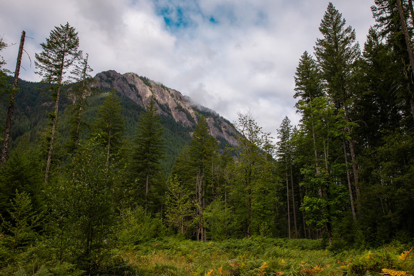 Clouds hang above tree in the Gifford Pinchot National Forest in Lewis County in August 2022.