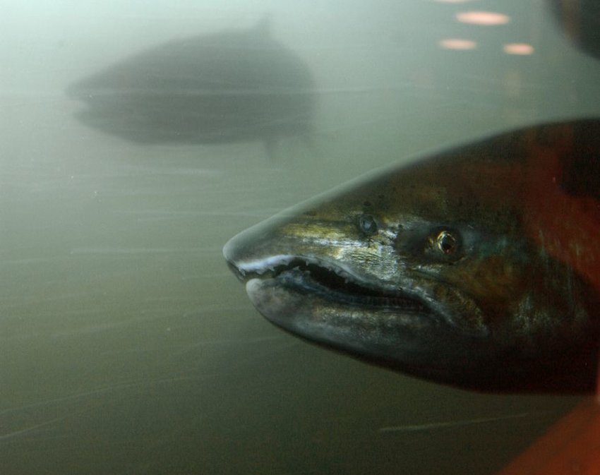 Chinook ups and downs at Bonneville Dam caused fish managers to close fishing for them starting Friday night.