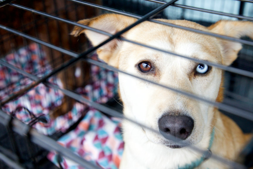 Piper, a 1-year-old labrador-retriever mix with heterochromia, looks at the camera from inside her kennel outside Petsense in Chehalis last February.