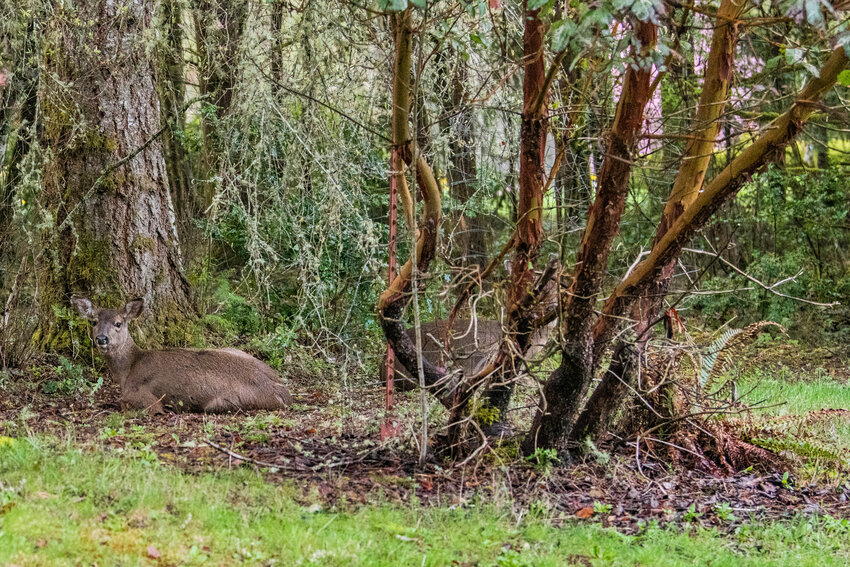 A deer sits in a yard under a madrone tree in Chehalis on Sunday.