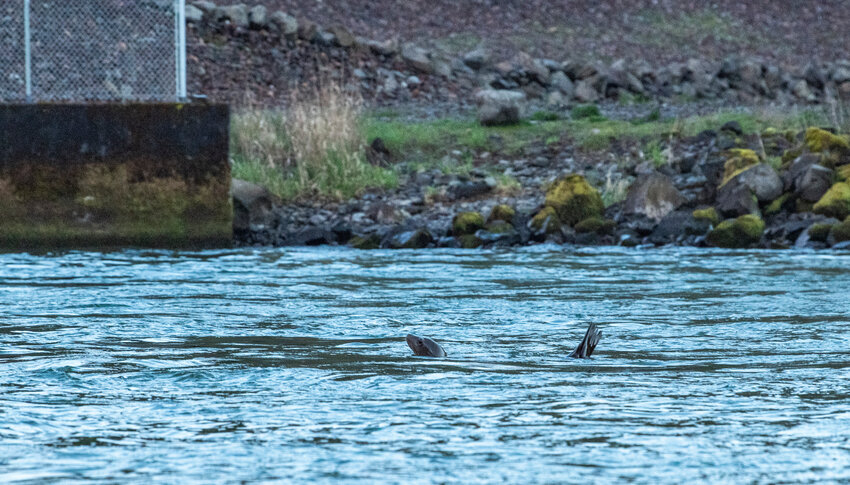 FILE PHOTO &mdash; A sea lion rests on rocks near the Barrier Dam after spending the day gorging on hatchery salmon about 70 miles upstream of the Columbia River.