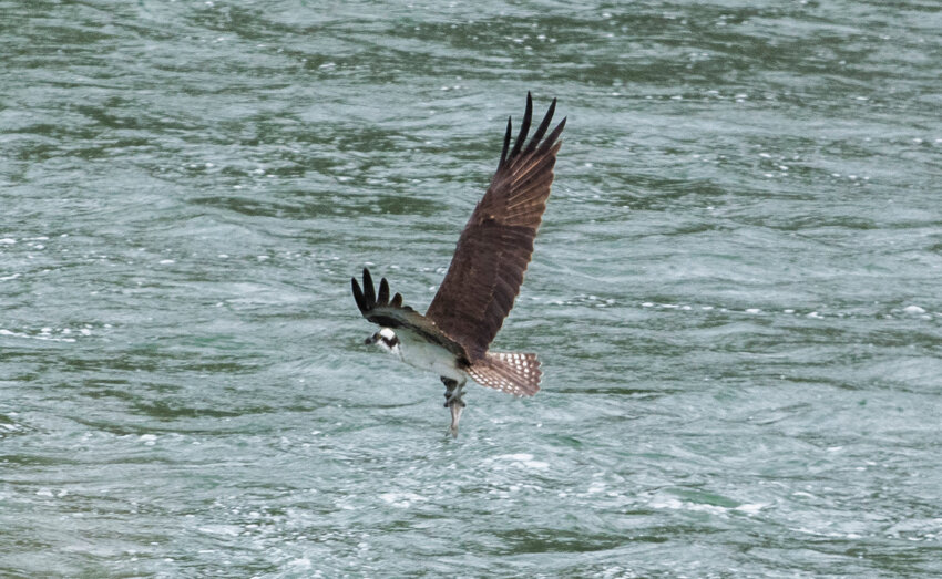 An osprey lifts a fish out of the river by the Cowlitz Salmon Hatchery in Salkum on Monday.