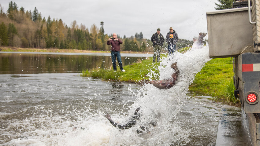 From left, Wade Pilloud, Officer Lance Martin with the Washington Department of Fish and Wildlife, and Randy Lampman watch as hundreds of trout are released into Carlisle Lake in Onalaska on Friday.