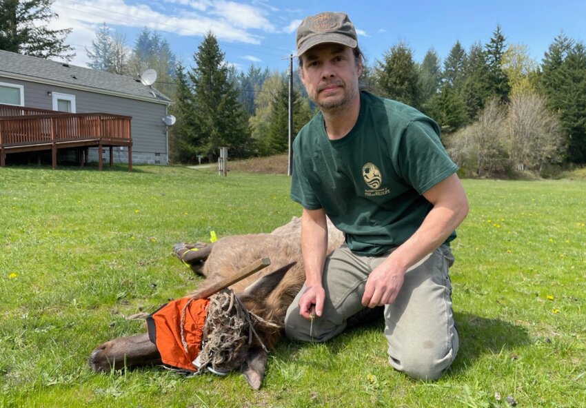 WDFW District Wildlife Biologist Eric Holman with the sedated elk, ready to begin removing the remaining hammock pieces.