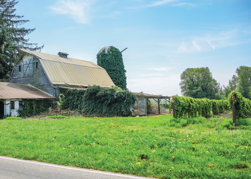 A derelict barn and silo next to Caples Road in Woodland are surrounded by a vineyard on a sunny afternoon May 3.