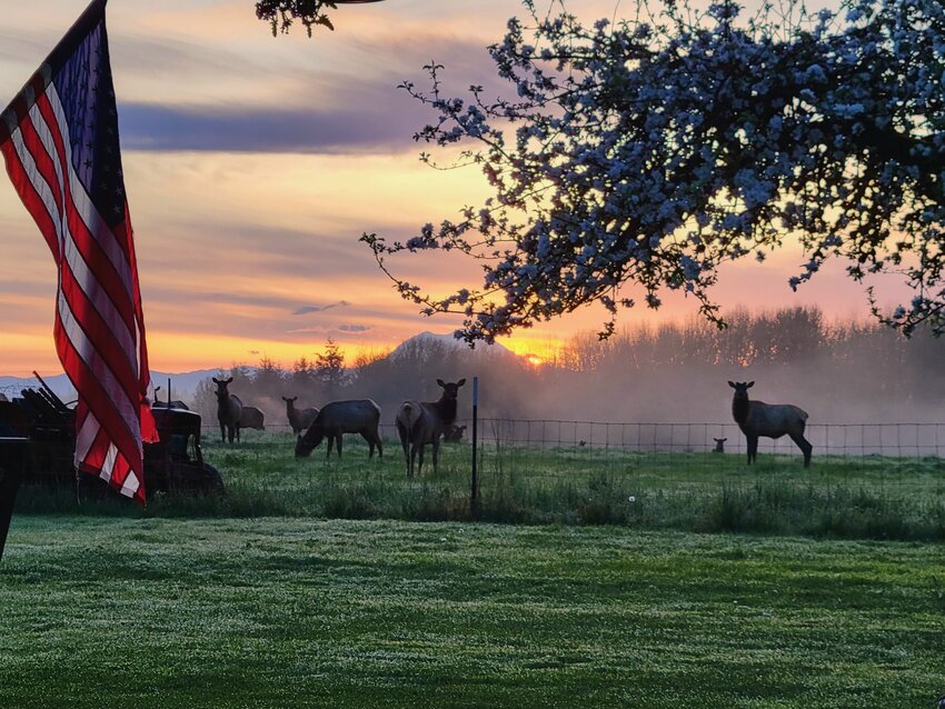 Becky Rakoz, of Winlock, captured both of these photos. The first photo was submitted Monday morning. &ldquo;I love my sunrises here on the Grand Prairie in Winlock,&rdquo; she wrote in an email to The Chronicle. &ldquo;Combine it with elk and the outline of Mt. Rainier, you have a beautiful morning.&rdquo;  The second photo shows a double rainbow in Winlock on Saturday evening. To submit photos for potential publication, send them to news@chronline.com.