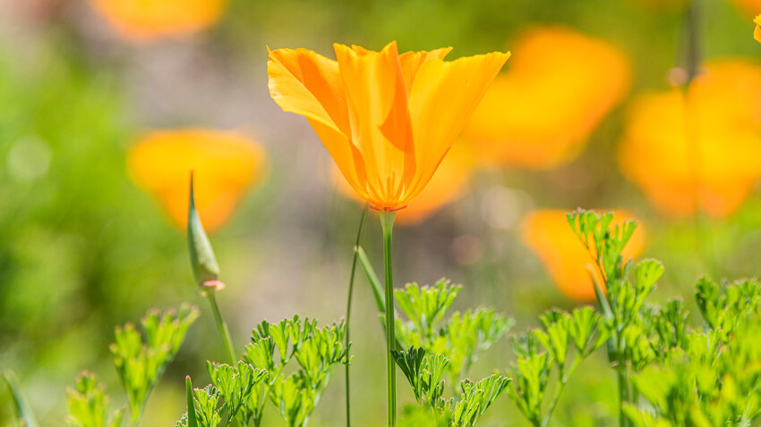 Sun shines through poppy petals on Wednesday afternoon in Centralia.