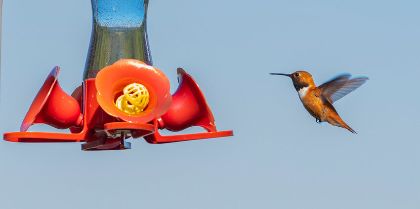 A rufous hummingbird hovers by a feeder in Chehalis earlier this week.