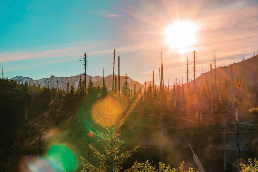 The sun shines down on trees along Forest Service Road 25 in June of 2021.