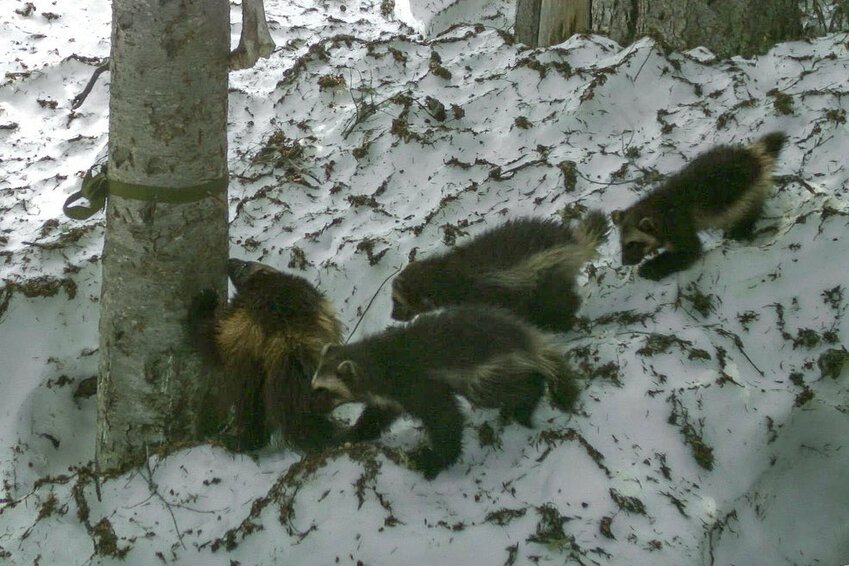 Joni the wolverine and her triplets are pictured on a Cascade Carnivore Project game camera.