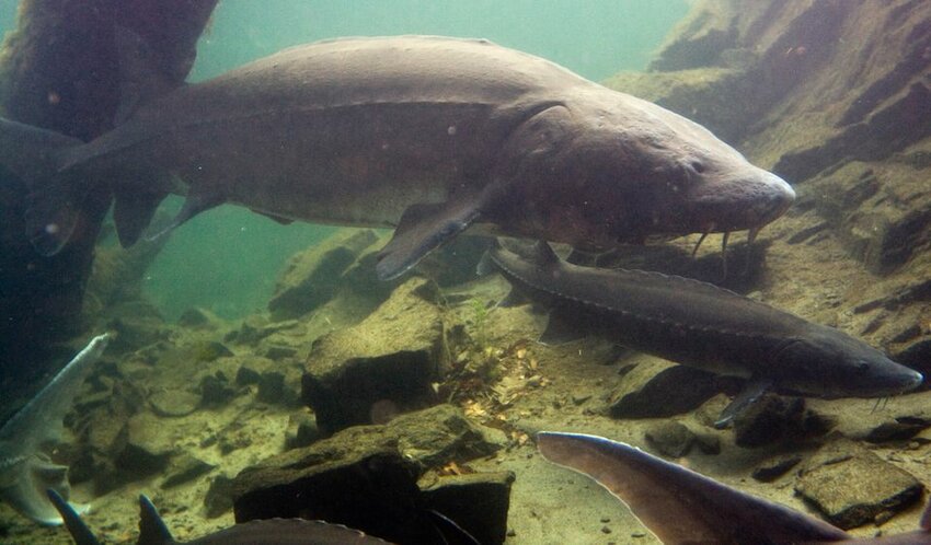 Happy 89th birthday (Saturday) to Herman the Sturgeon at Bonneville Fish Hatchery.