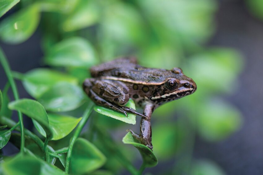 Staff at Northwest Trek Wildlife Park in Eatonville are working to raise hundreds of northern leopard frogs, which will later be released into the wild.