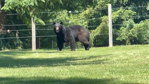 &ldquo;While out for a drive in the convertible on Coal Creek Road we came across this black bear,&rdquo; wrote Kristin Tennison, who submitted this photo on Sunday, June 25. A video of the bear can be found on The Chronicle&rsquo;s Facebook page. To submit photos to The Chronicle for potential publication, send them to news@chronline.com