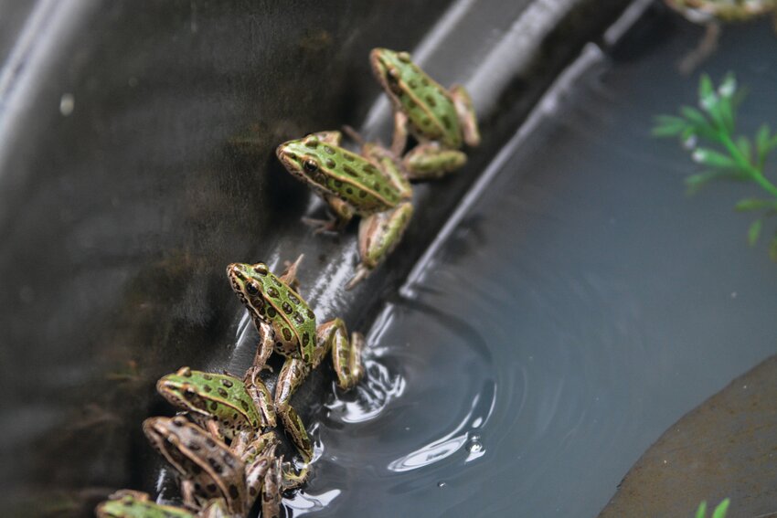 The northern leopard frog is an endangered species. Some of the frogs are pictured in August at Northwest Trek near Eatoville.