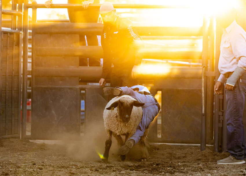 Brantley Spahr flies through the gates backward on a sheep during the 2023 Southwest Washington Fair Rodeo&rsquo;s mutton busting on Wednesday, Aug. 16.
