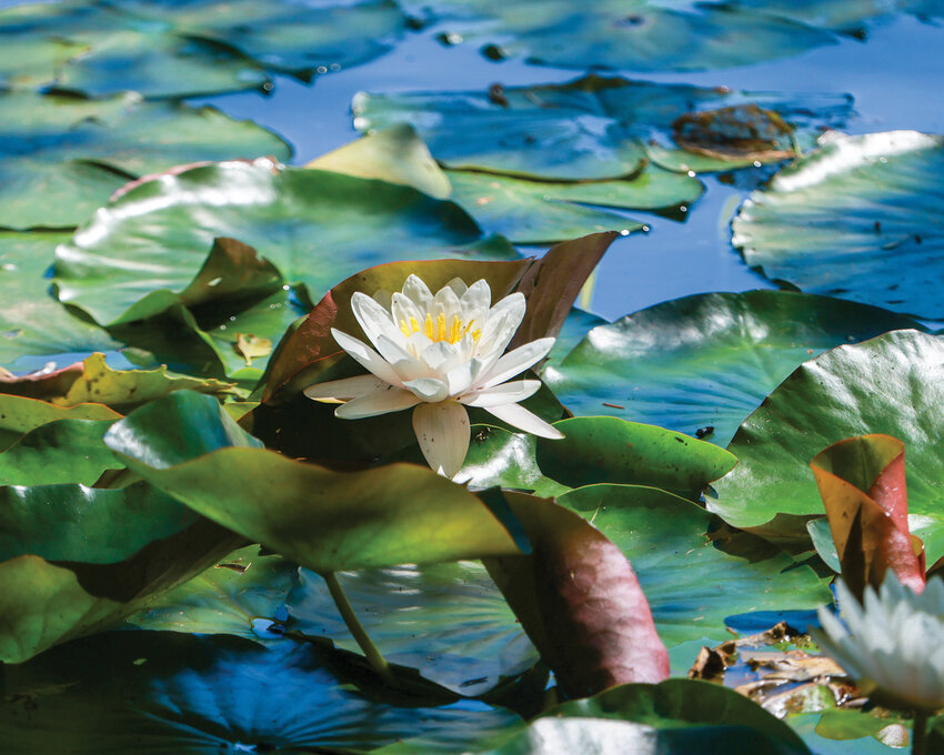 American white water-lily when growing in a group provides shade that helps the water&rsquo;s habitat stifle algae growth, which has a both positive and a negative effect on the aquatic environment.