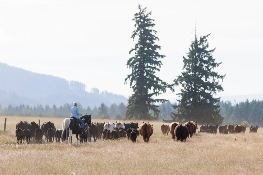 Katherine Colvin moves Black Angus cattle at the Colvin Ranch in Thurston County.
