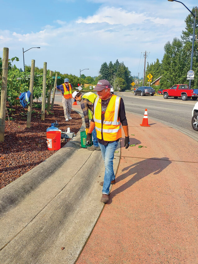 Ridgefield City Councilor Ron Onslow looks along the roundabout while he and other volunteers pick grapes on Aug. 25.