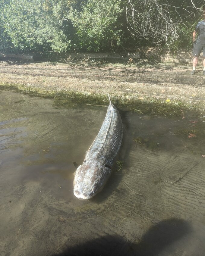 On Sept. 6, researchers with the Washington Department of Fish and Wildlife, the National Oceanic and Atmospheric Administration and the University of Washington responded to a report of a giant dead sturgeon on the swim beach at Log Boom Park in Kenmore. WDFW research scientist Robert Pacunski, who performed a necropsy on the fish, said he guessed the fish couldn't have been dead for more than two or three days.