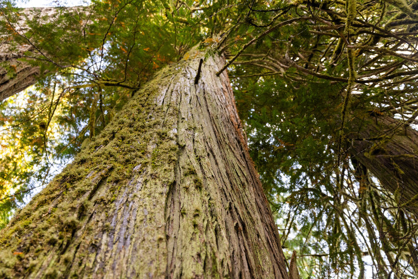 Moss grows on bark in the Grove of the Matriarchs on Thursday, Sept. 28, in the Gifford Pinchot National Forest.