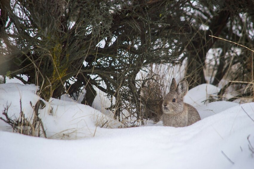 The Washington Fish and Wildlife Commission recently approved acquiring about 650 acres in the Chester Butte Unit of the Sagebrush Flat Wildlife Area in Douglas County to promote the recovery of the Columbia Basin pygmy rabbit, Columbian sharp-tailed and greater sage-grouse.