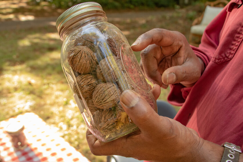 Black walnuts Harry Bhagwandin got from a neighbor as his seedstock are seen on Sunday, Oct. 8 during the Onalaska Apple Harvest Festival farm and homestead tour.
