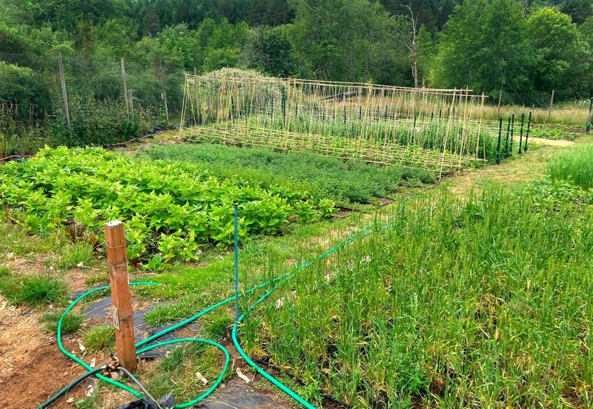 Carter Hick is a farmer who is leasing land from West Olympia landowner Diane Carney. They have taken advantage of joining the Thurston Conservation District South Sound Farmlink Program.