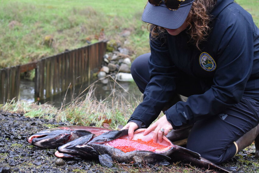 Lauren Bauernschmidt, a habitat biologist with the Washington Department of Fish and Wildlife, points out hundreds of eggs contained within the belly of a female salmon at Satsop Springs Hatchery on Saturday, Nov. 4.
