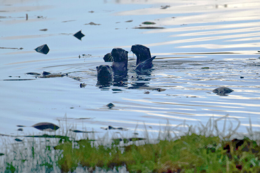 River otters emerge from a stream off of Lincoln Creek near Galvin on Tuesday to take a look at a curious Chronicle photographer.