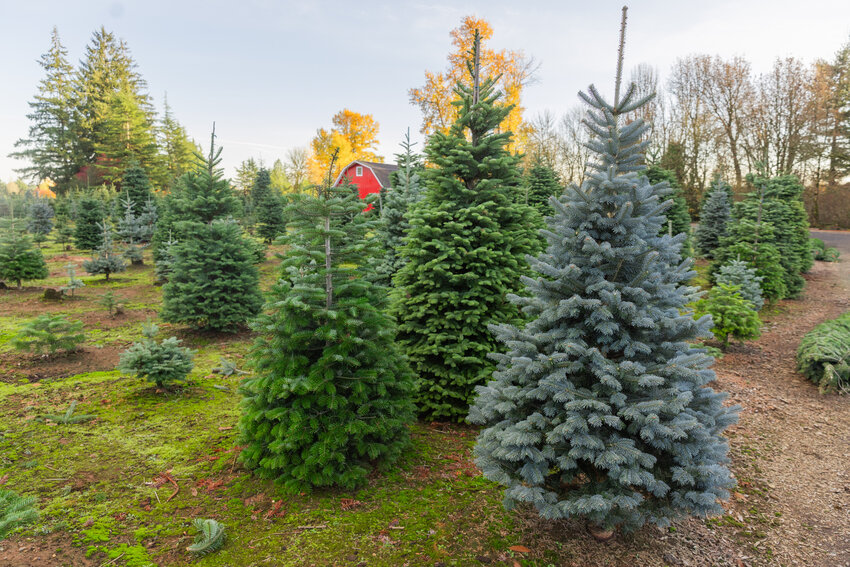 A variety of trees grow at the Christmas Valley Tree Farm in Rochester on Monday, Nov. 13.