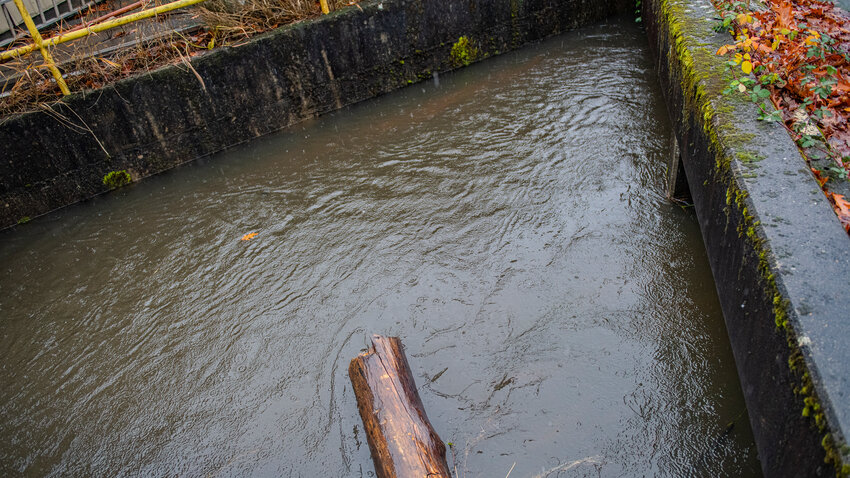 China Creek nears the top of an embankment by North Pearl Street in Centralia at about 11 a.m. on Tuesday, Dec. 5.
