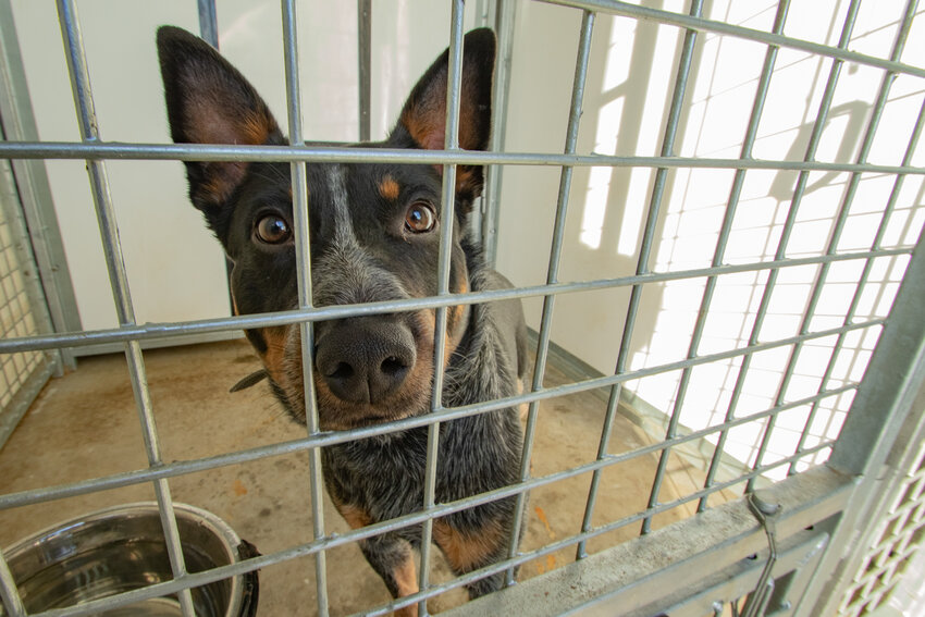 A male Australian cattle dog found in the area of Cooks Hill Road and Swanson Drive on Monday, Dec. 18, looks longingly at a photographer as he was the lone stray still at the Centralia Police Department's kennels as of Thursday, Dec. 21.