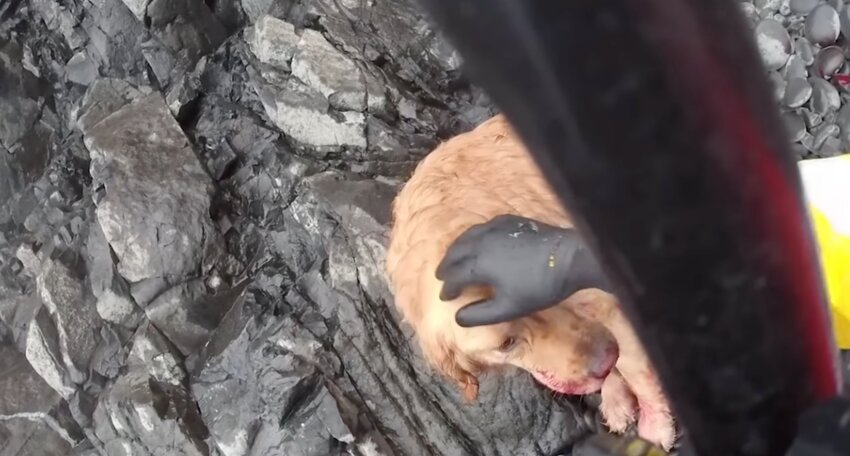 A U.S. Coast Guard aircrew rescued a dog that had fallen off a cliff on New Year's Day in Oregon's Ecola State Park.