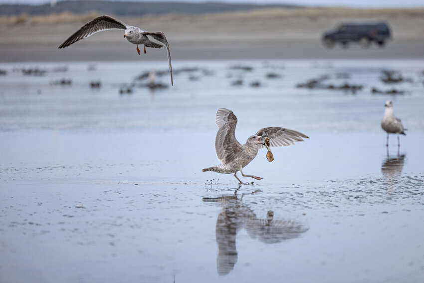 A seagull carries a razor clam in its mouth at Grayland Beach on Friday, March 8.