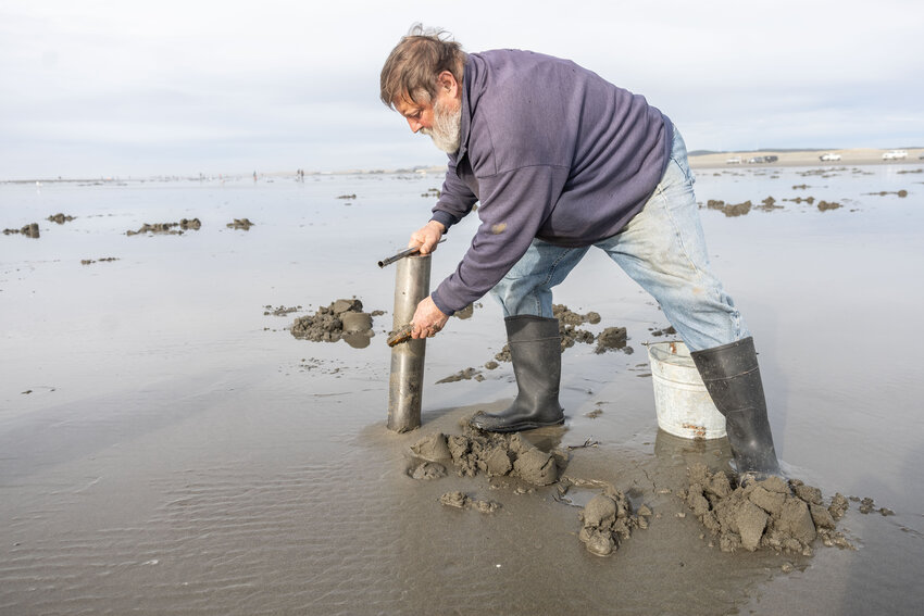 Jess Clevenger picks up a razor clam he dug up at Grayland Beach on Friday, March 8, 2024.