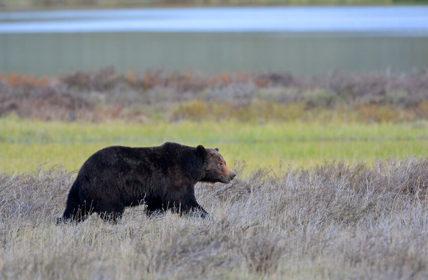 Restoring grizzly bears to Washington's North Cascades is again under consideration. (Dreamstime/TNS)