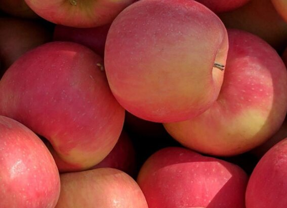 The university&rsquo;s newest apple, WA 64, is ready for Washington growers, and the university is asking for the public&rsquo;s help to officially name it.