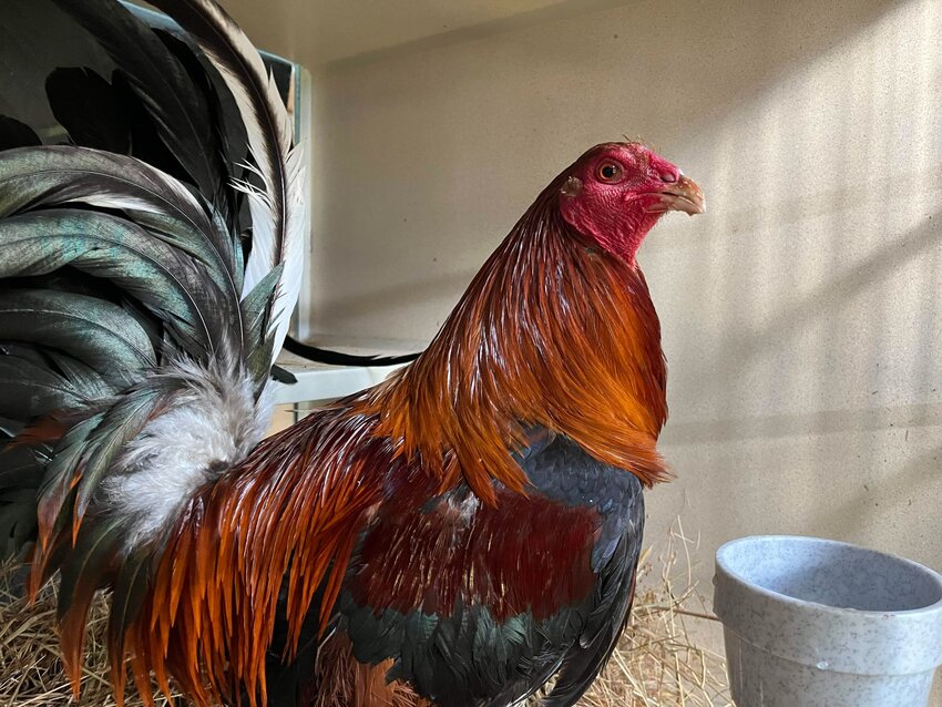 A former cockfighting rooster rescued by Heartwood Haven in Roy is photographed at the sanctuary.