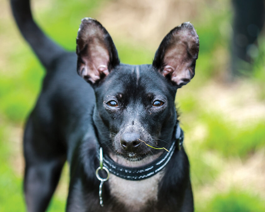 Lars is training to be a service dog for senior citizens de3aling with memory loss after he was rescued from a homeless camp at four weeks old. Lars was at Lucky Memorial Dog Park on Tuesday, March 28.