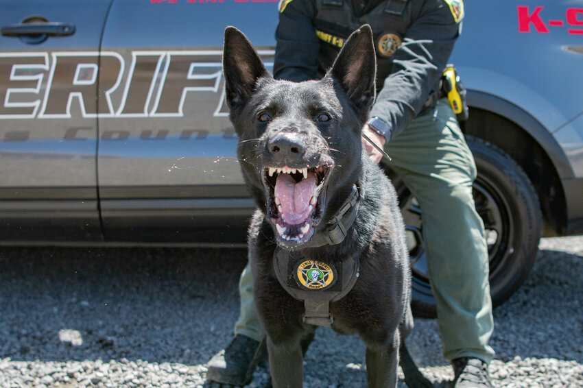 Kimbo, a 2-year-old German shepherd K9 for the Lewis County Sheriff's Office, barks during a demonstration at the Lewis County Law and Justice Center in Chehalis on Thursday, June 6.