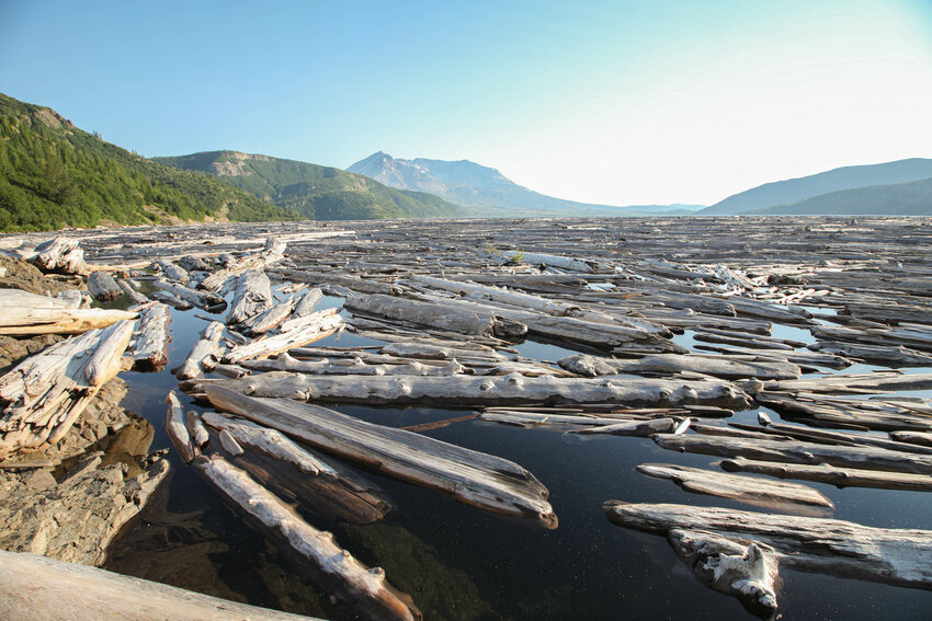 Thousands of trees uprooted by the 1980 Mount St. Helens eruption remain floating in the northeast end of Spirit Lake in Gifford Pinchot National Forest on Tuesday, July 9.