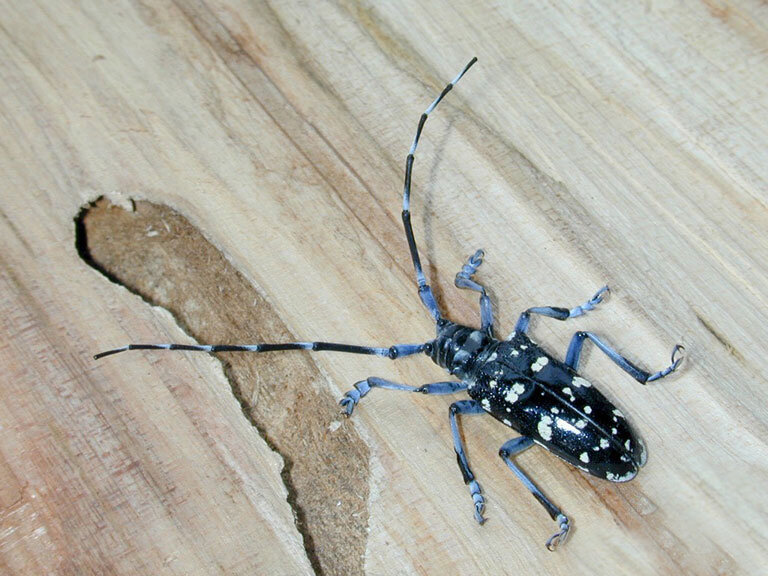 Invasive longhorn beetles are a key focus of state agencies during August Tree Check Month. The bug can heavily damage hardwood trees. The Washington state Recreation and Conservation Office stated the beetle variety is not known to be in Washington as of yet, though the public is encouraged to check.