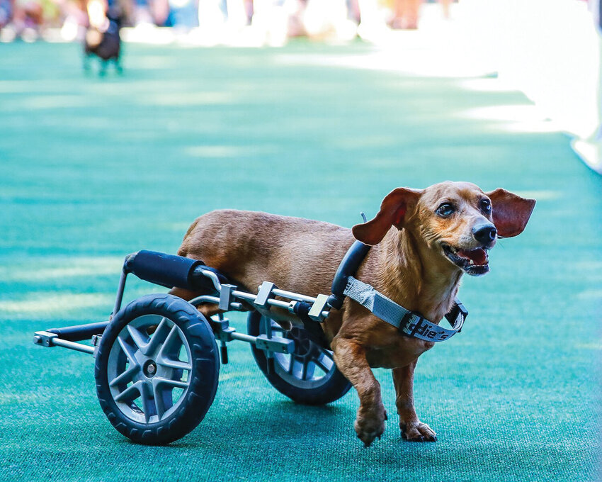 The wiener dog race was a hit during last year&rsquo;s Oktoberfest in Ridgefield. This year, the Lions Club will continue the tradition starting at noon Saturday, Sept. 14, at Abrams Park.