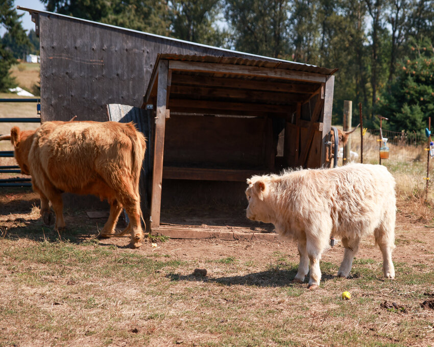 The Small Acreage Program of WSU Clark County Extension&rsquo;s 24th annual Harvest Celebration on Sept. 21 will feature a tour of small&ndash;acreage farms across the county, including Gather and Feast Farm in La Center, which features Scottish Highland cows.