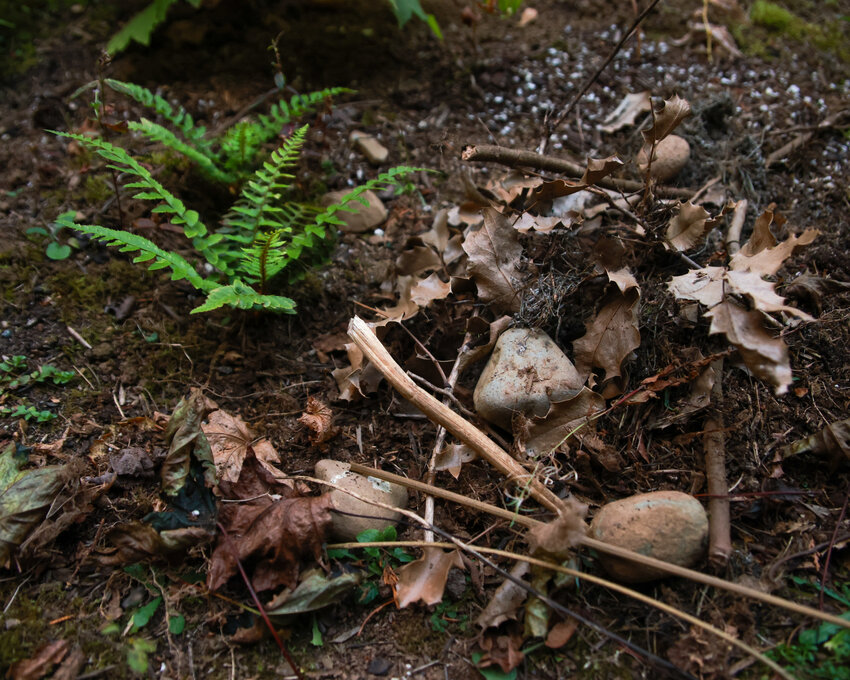 Covering bare soil 2 to 3 inches thick in organic plant matter such as dead leaves, conifer needles, bark, sticks and more can make for an overwintering habitat for insects and even native reptiles.