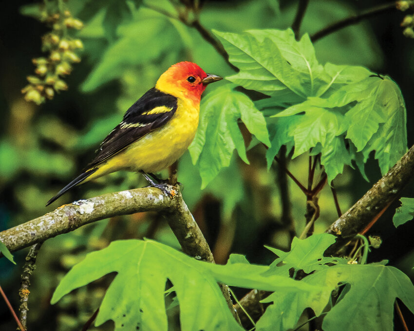 The Western tanager songbird is just one of many species that will be crossing the night sky above Clark County this fall as Birdcast estimates peak migration will last through November with up to 530,000 birds crossing from sunset to sunrise.