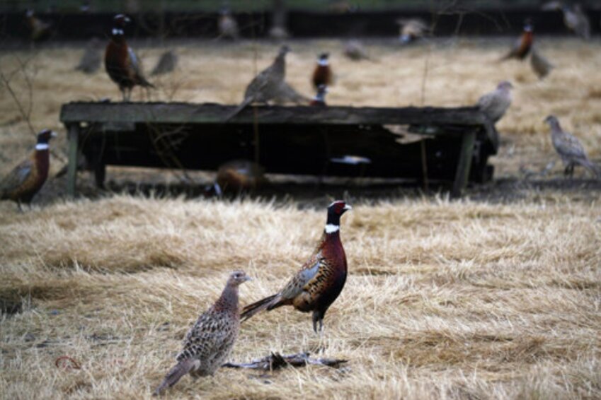 Pheasants for the hunt are raised by WDFW at the Bob Oke Game Farm in Centralia.